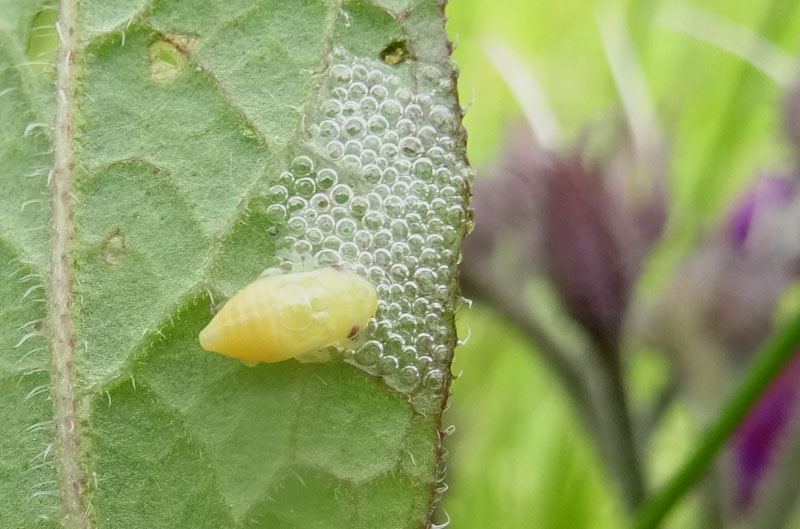 Philaenus spumarius - Aphrophoridae